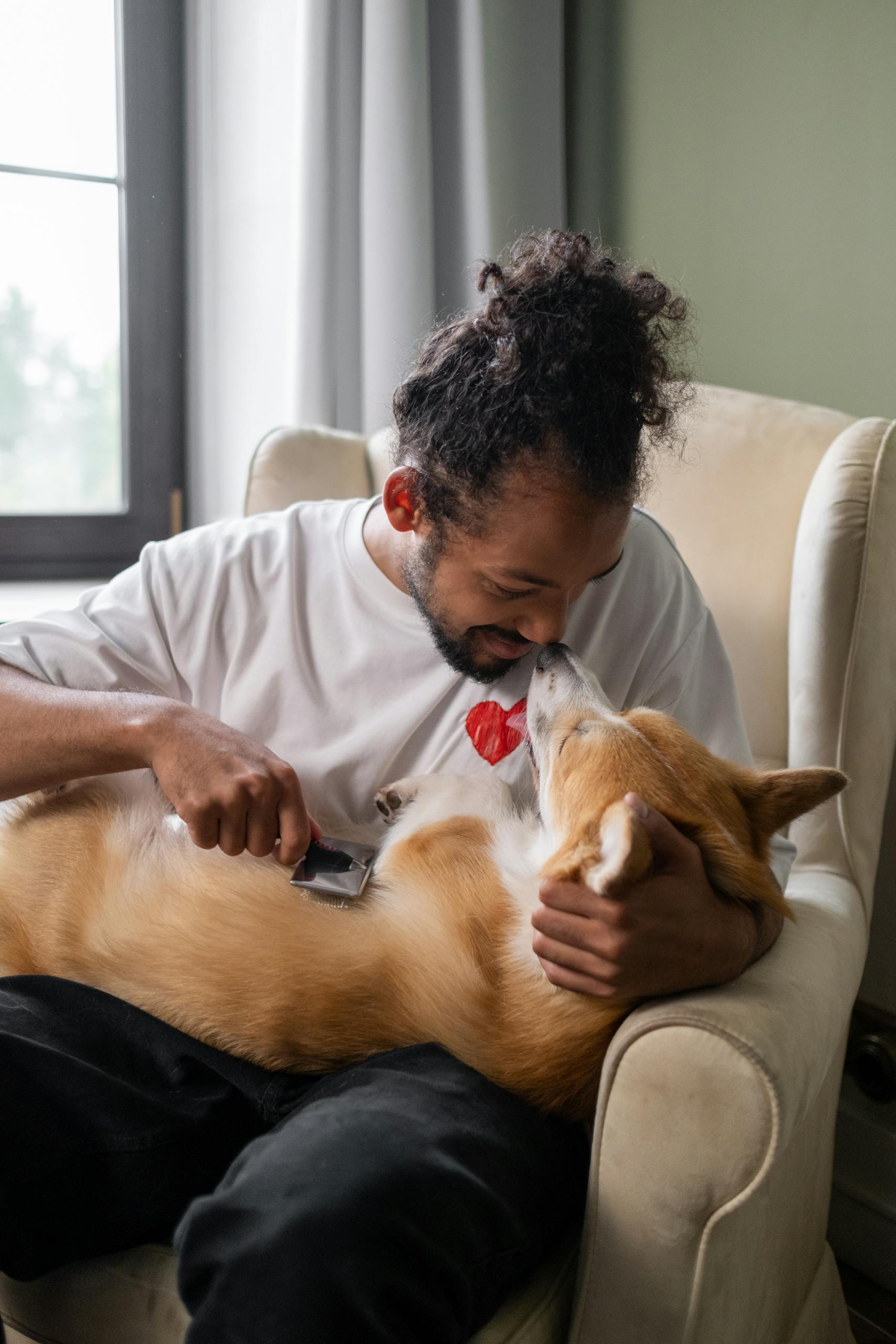 A joyful moment of a man grooming his corgi with affection while sitting on a comfortable chair indoors.